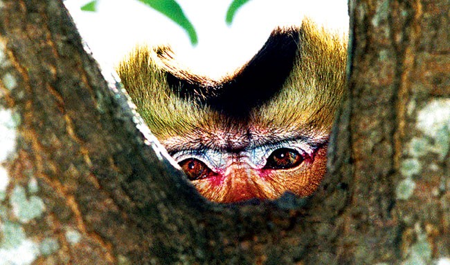 Ánh mắt tuyệt vọng của khỉ đầu đàn.Xem thêm các bức ảnh giết hại khỉ dã man